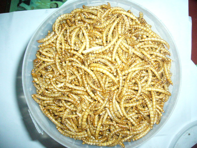 MD mealworm popular in Europe